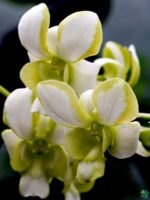 Dendrobium-Liberty-White-3x4-Product-Peppyflora-01-a-Moz