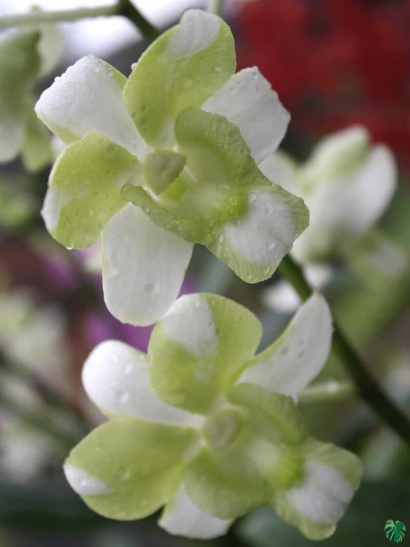 Dendrobium-Liberty-White-3x4-Product-Peppyflora-01-b-Moz