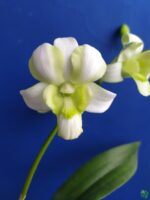 Dendrobium-Liberty-White-3x4-Product-Peppyflora-01-c-Moz