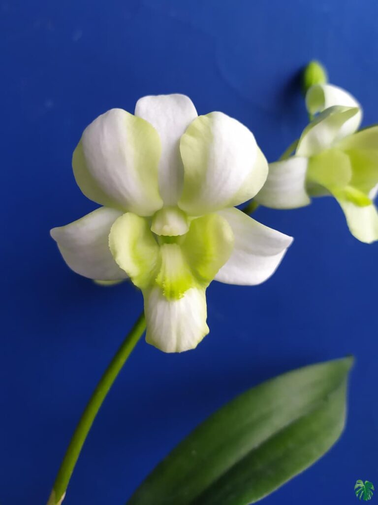 Buy Dendrobium Liberty White Online Peppyflora