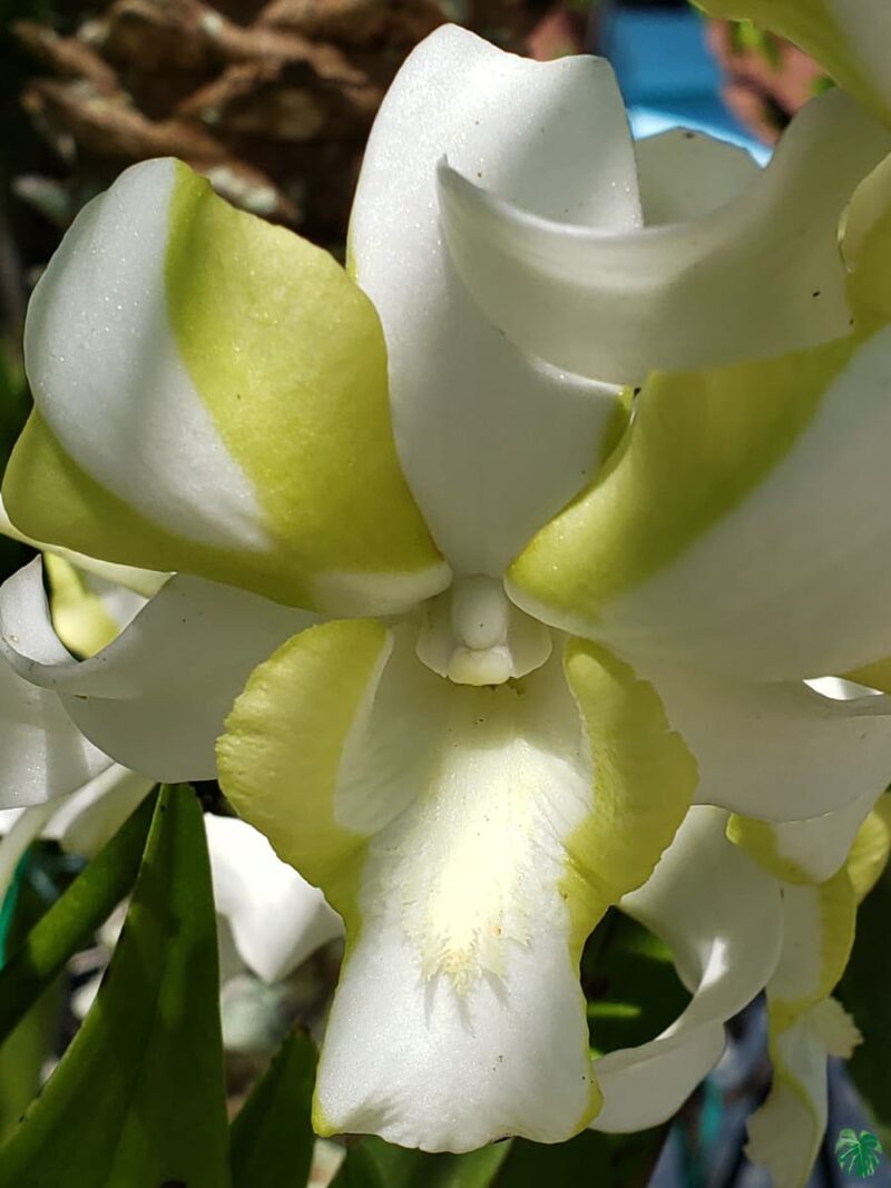 Dendrobium-Liberty-White-3x4-Product-Peppyflora-01-d-Moz