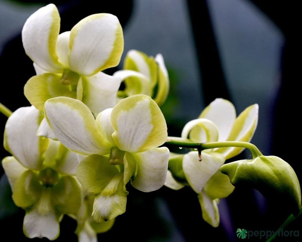 Dendrobium Liberty White Product Peppyflora 02 Moz