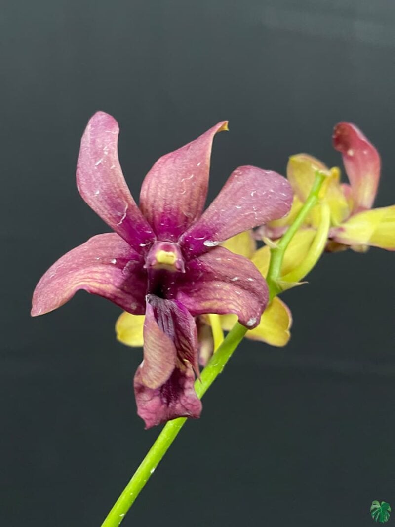 Dendrobium Sakda Red X Ever Green 3X4 Product Peppyflora 01 A Moz