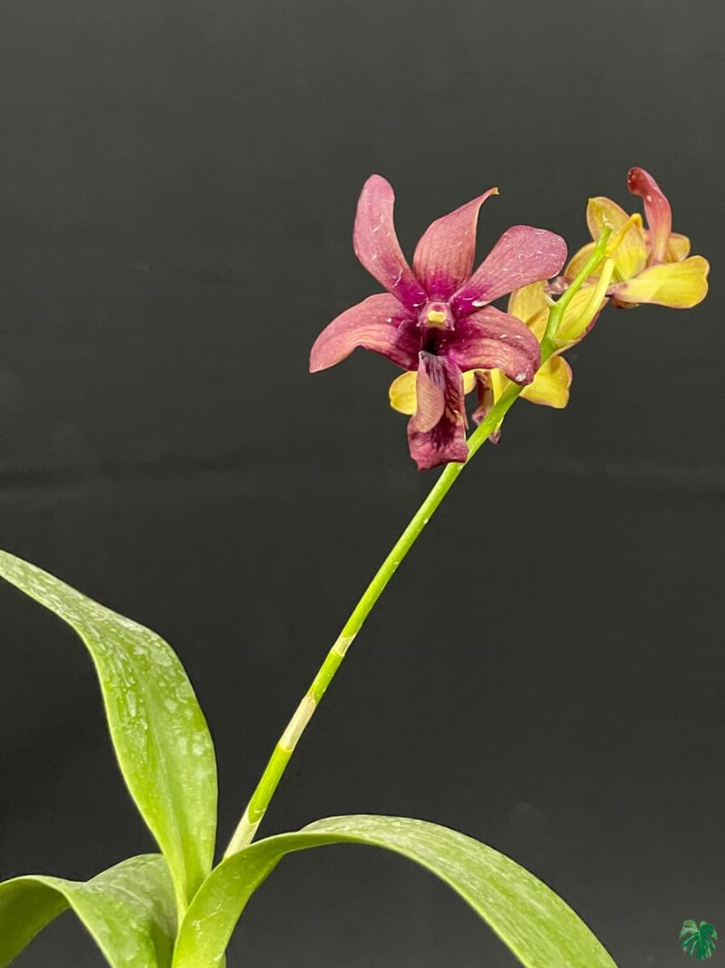 Dendrobium-Sakda-Red-x-Ever-Green-3x4-Product-Peppyflora-01-c-Moz