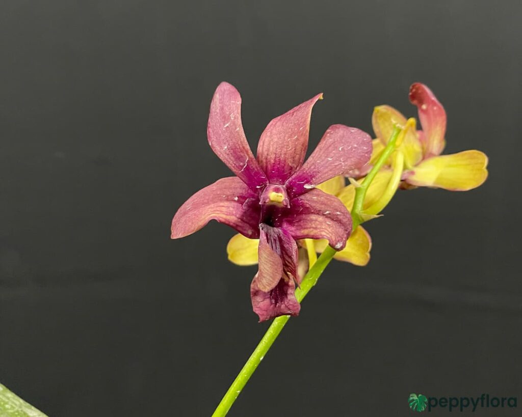 Dendrobium-Sakda-Red-X-Ever-Green-Product-Peppyflora-02-Moz
