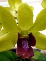 Dendrobium-Thongchai-Gold-3x4-Product-Peppyflora-01-a-Moz