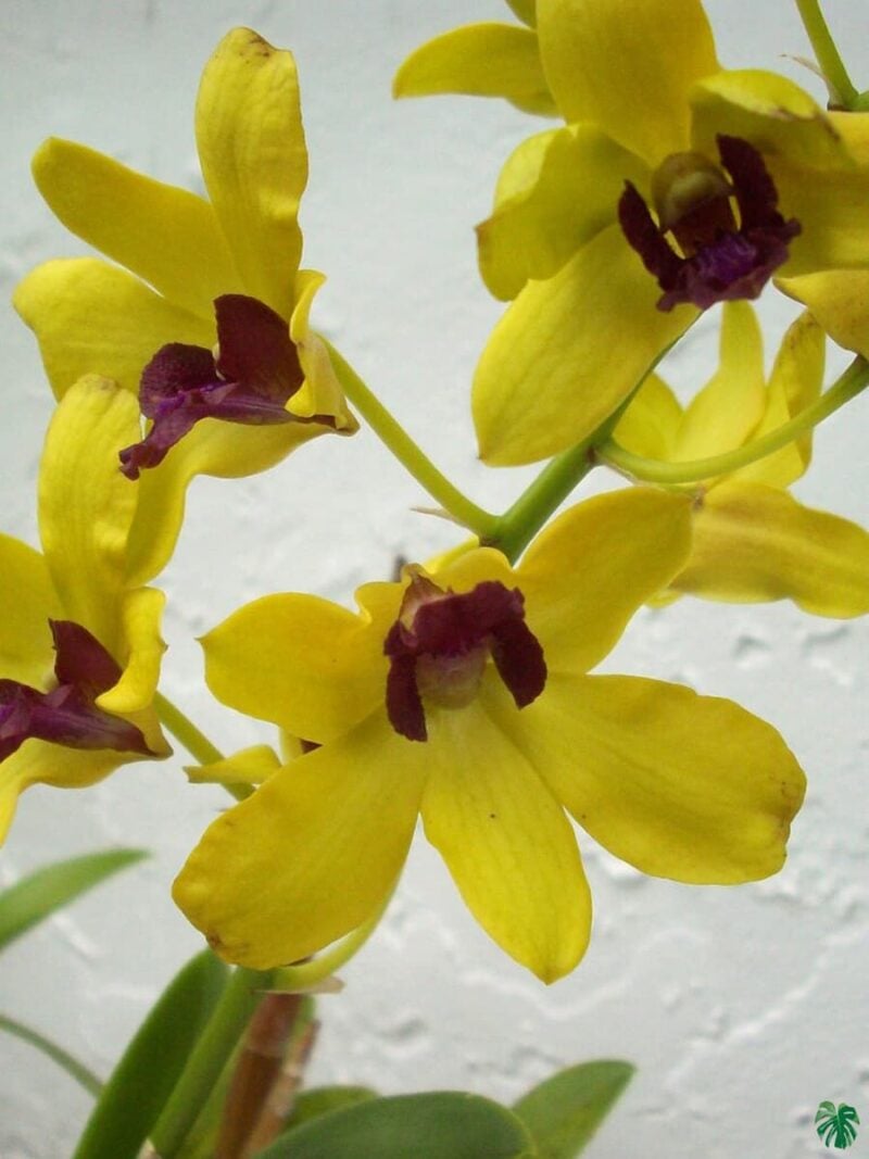 Dendrobium-Thongchai-Gold-3x4-Product-Peppyflora-01-b-Moz