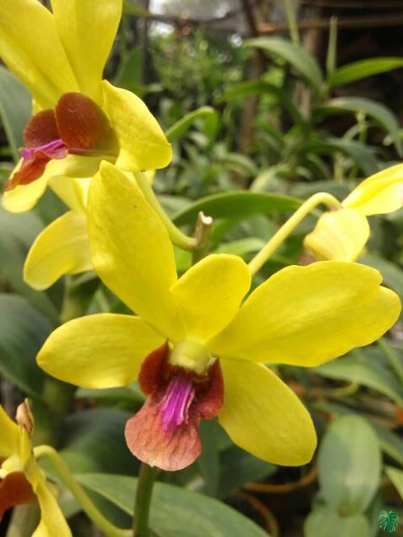 Dendrobium-Thongchai-Gold-3x4-Product-Peppyflora-01-c-Moz