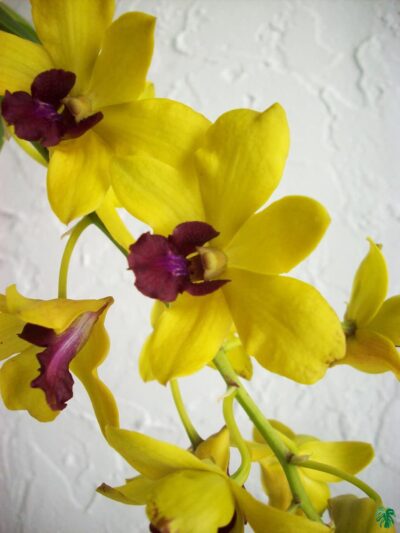 Dendrobium-Thongchai-Gold-3x4-Product-Peppyflora-01-d-Moz