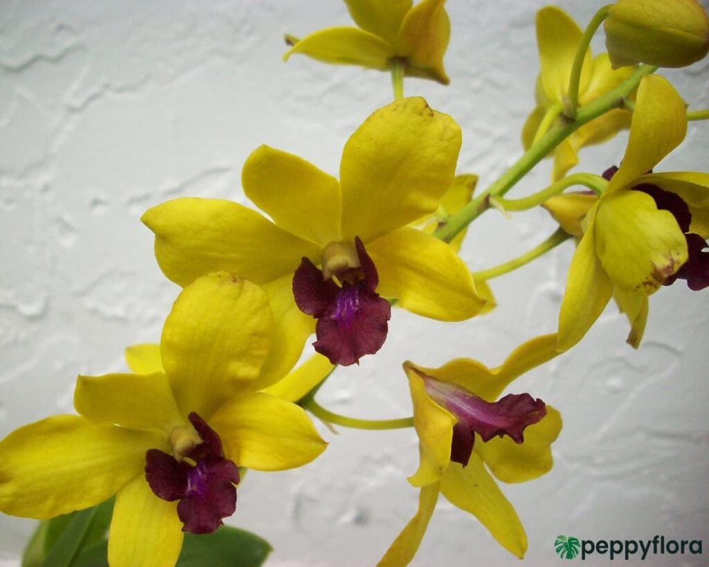 Dendrobium Thongchai Gold Product Peppyflora 02 Moz
