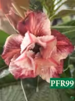 Grafted Adenium Double Petal Brick Red - PFR99