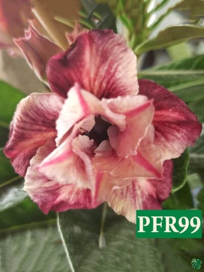 Grafted Adenium Bonsai Double Petal Brick Red Pfr99 3X4 Product Peppyflora 01 A Moz