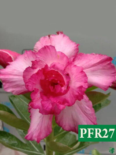 Grafted-Adenium-Bonsai-Double-Petal-Charm-Pink-PFR27-3x4-Product-Peppyflora-01-a-Moz
