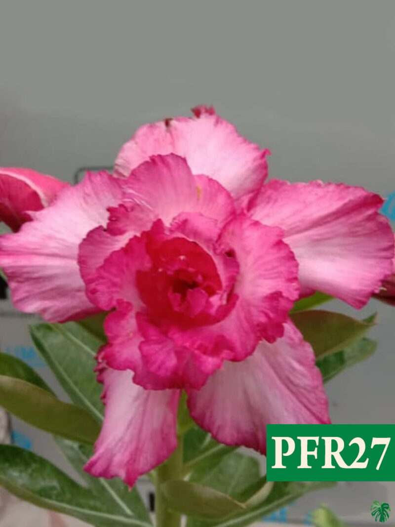 Grafted Adenium Bonsai Double Petal Charm Pink Pfr27 3X4 Product Peppyflora 01 A Moz