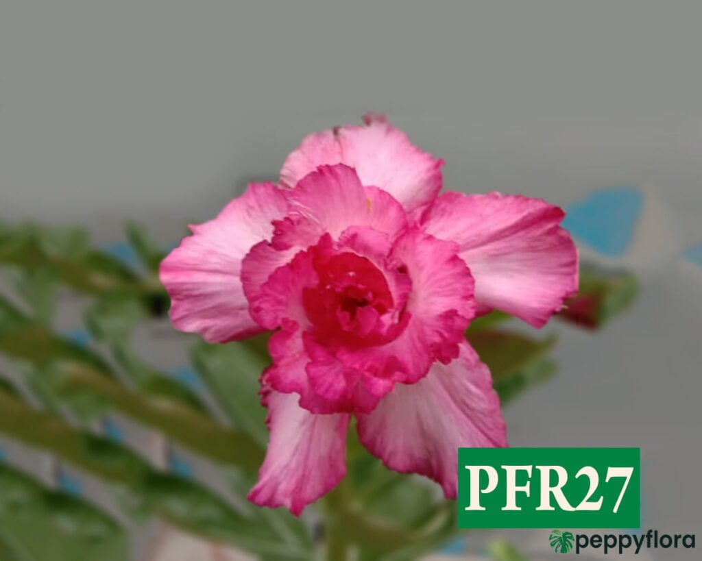 Grafted Adenium Bonsai Double Petal Charm Pink Pfr27 Product Peppyflora 02 Moz