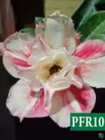 Grafted Adenium Double Petal Creamy Maroon - PFR10