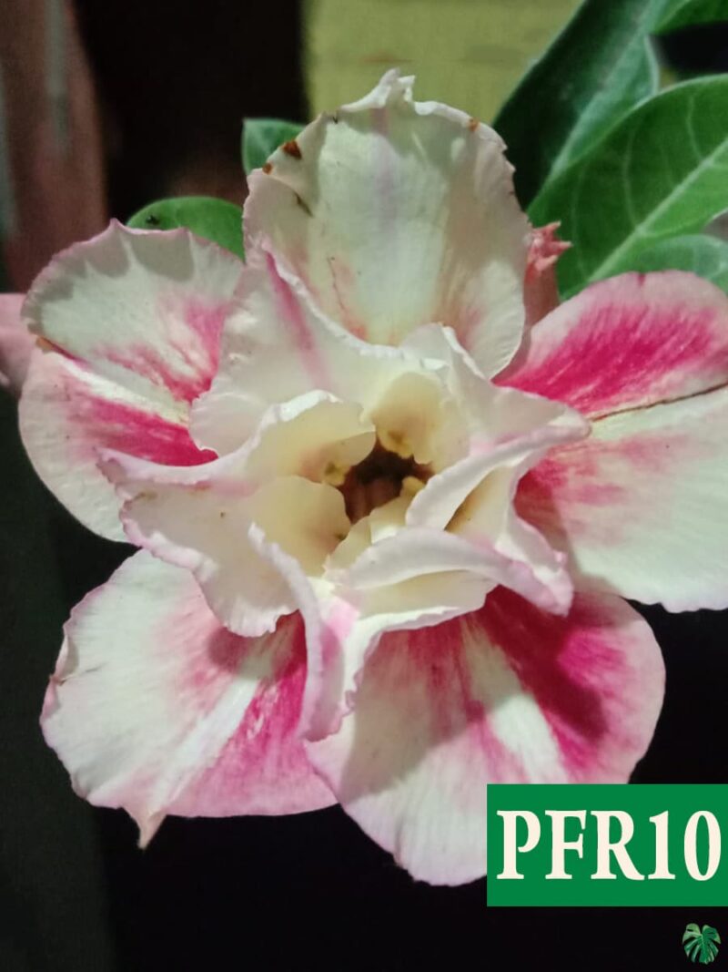 Grafted Adenium Bonsai Double Petal Creamy Maroon Pfr10 3X4 Product Peppyflora 01 A Moz