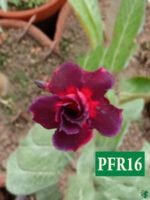 Grafted-Adenium-Bonsai-Double-Petal-Dark-Scarlet-PFR16-3x4-Product-Peppyflora-01-a-Moz