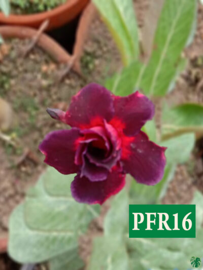 Grafted-Adenium-Bonsai-Double-Petal-Dark-Scarlet-PFR16-3x4-Product-Peppyflora-01-a-Moz