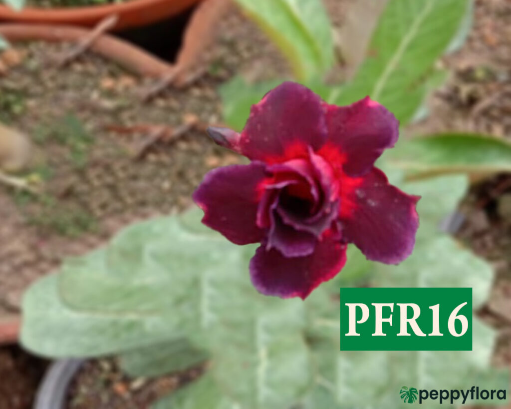 Grafted Adenium Bonsai Double Petal Dark Scarlet Pfr16 Product Peppyflora 02 Moz