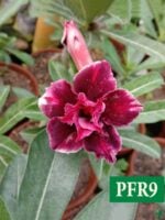 Grafted-Adenium-Bonsai-Double-Petal-Dark-Scarlet-PFR9-3x4-Product-Peppyflora-01-a-Moz
