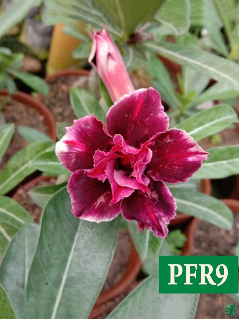 Grafted Adenium Bonsai Double Petal Dark Scarlet Pfr9 3X4 Product Peppyflora 01 A Moz