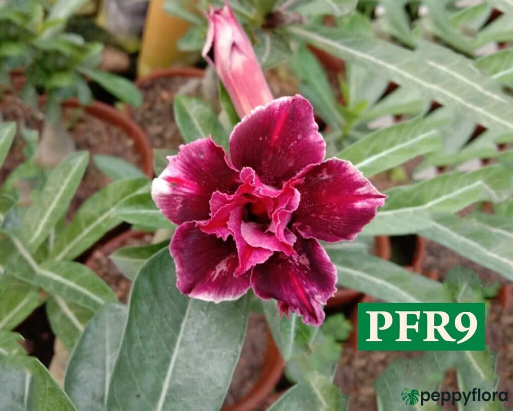 Grafted Adenium Bonsai Double Petal Dark Scarlet Pfr9 Product Peppyflora 02 Moz