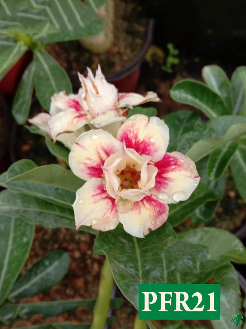 Grafted Adenium Bonsai Double Petal Dutch White Pink Pfr21 3X4 Product Peppyflora 01 A Moz