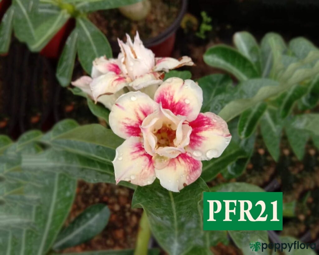 Grafted Adenium Bonsai Double Petal Dutch White Pink Pfr21 Product Peppyflora 02 Moz