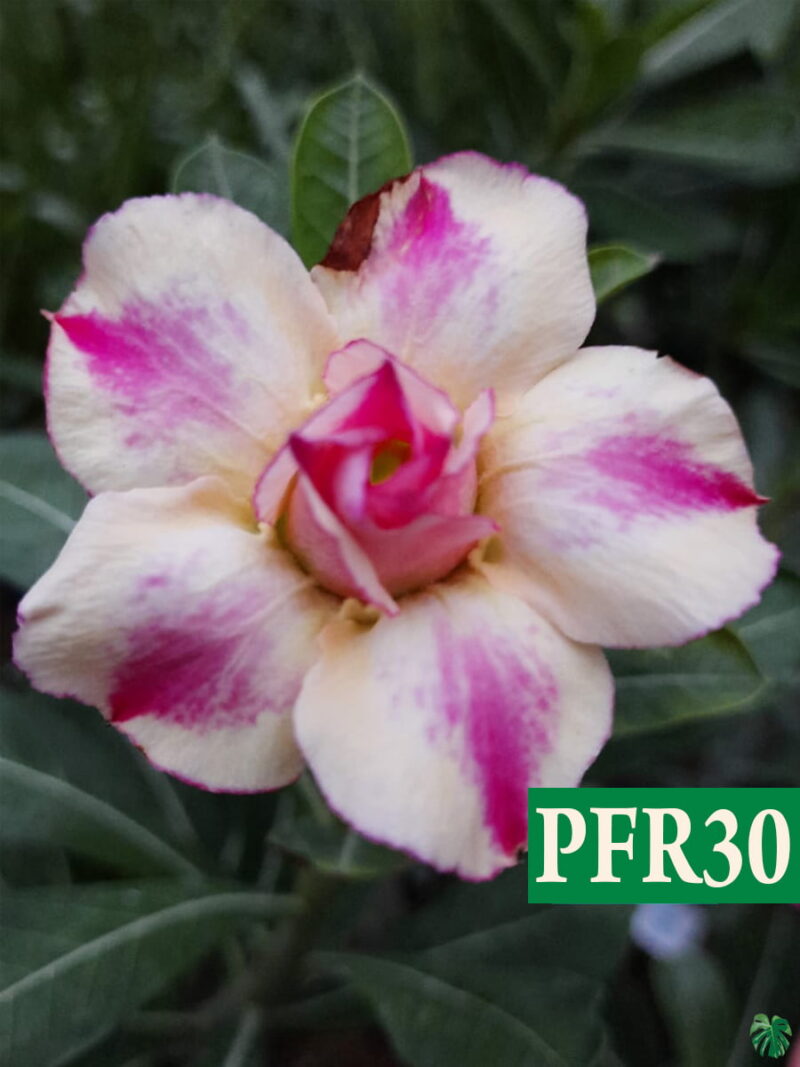 Grafted Adenium Bonsai Double Petal Flirt Pink Pff30 3X4 Product Peppyflora 01 A Moz