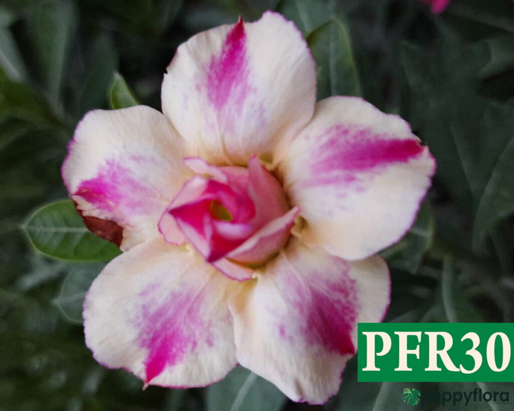 Grafted Adenium Bonsai Double Petal Flirt Pink Pff30 Product Peppyflora 02 Moz