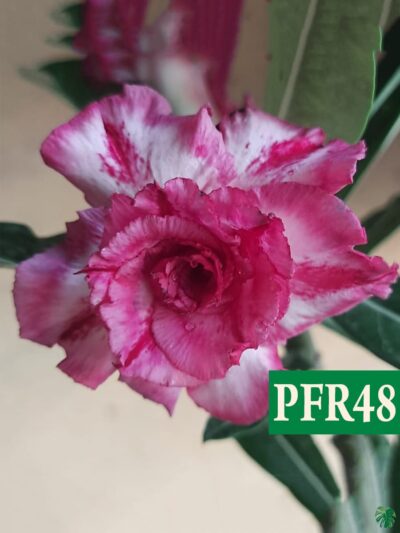 Grafted Adenium Bonsai Double Petal Mulberry White Pfr48 3X4 Product Peppyflora 01 A Moz