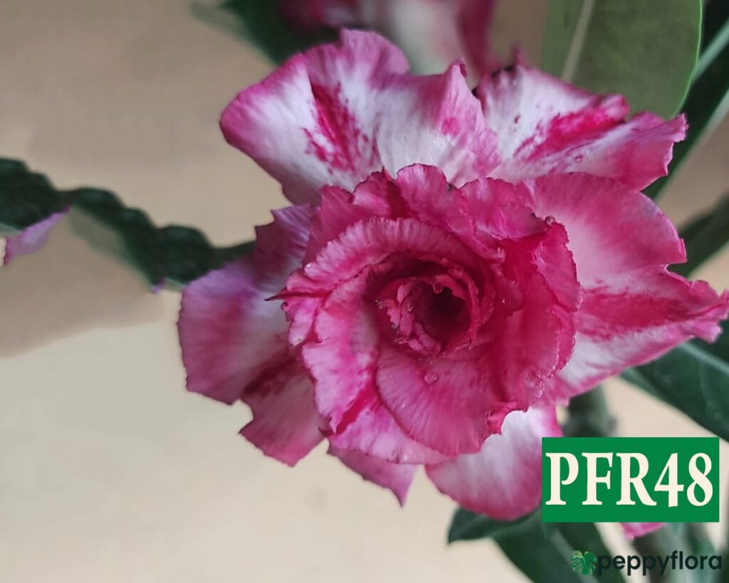 Grafted Adenium Bonsai Double Petal Mulberry White Pfr48 Product Peppyflora 02 Moz