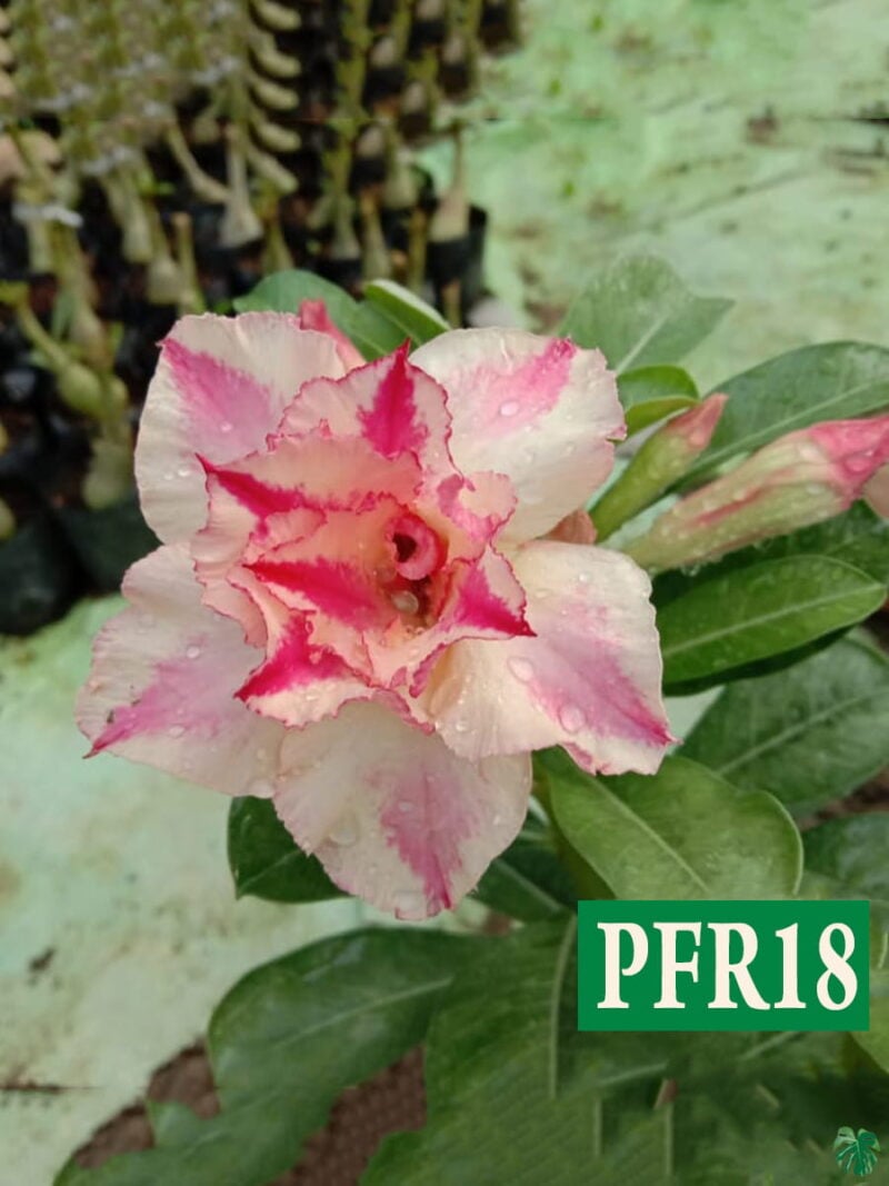 Grafted Adenium Bonsai Double Petal Pink Bone Pfr18 3X4 Product Peppyflora 01 A Moz