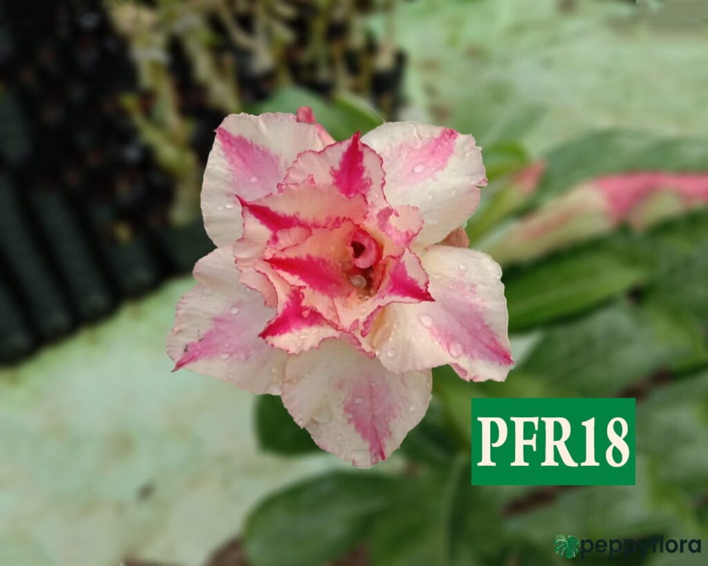 Grafted Adenium Bonsai Double Petal Pink Bone Pfr18 Product Peppyflora 02 Moz