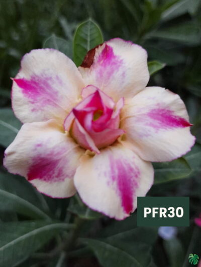 Grafted Adenium Bonsai Double Petal Pink Brush White Pfr30 3X4 Product Peppyflora 01 A Moz