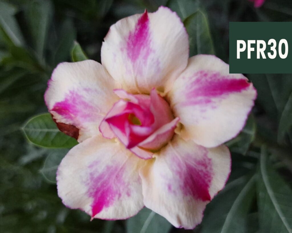 Grafted Adenium Bonsai Double Petal Pink Brush White Pfr30 Product Peppyflora 02 Moz
