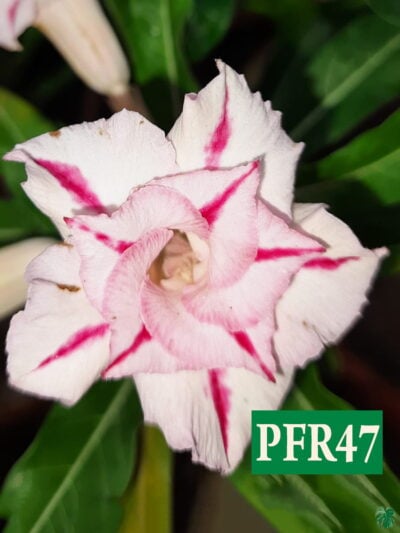 Grafted Adenium Bonsai Double Petal Pink Line Pfr47 3X4 Product Peppyflora 01 A Moz
