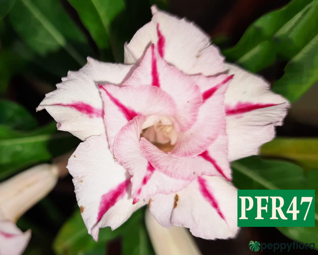Grafted Adenium Bonsai Double Petal Pink Line Pfr47 Product Peppyflora 02 Moz