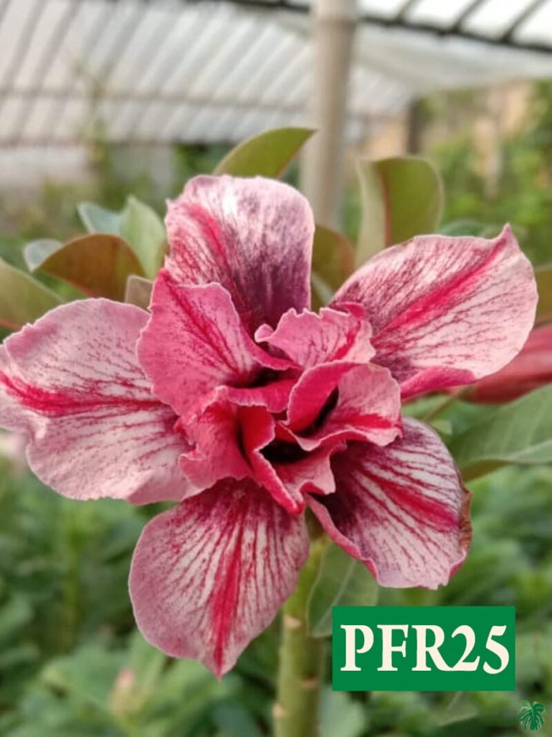 Grafted Adenium Bonsai Double Petal Spanish Pink Stripe Pfr25 3X4 Product Peppyflora 01 A Moz