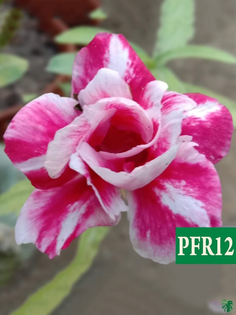 Grafted Adenium Bonsai Double Petal Strong Boy Pink White Pfr12 3X4 Product Peppyflora 01 A Moz