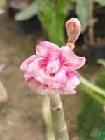 Grafted Adenium Double Petal Strong Boy Pink White - PFR12