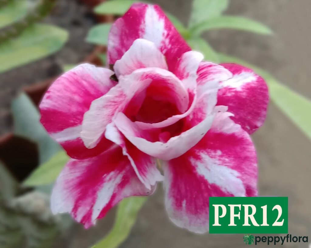 Grafted Adenium Bonsai Double Petal Strong Boy Pink White Pfr12 Product Peppyflora 02 Moz