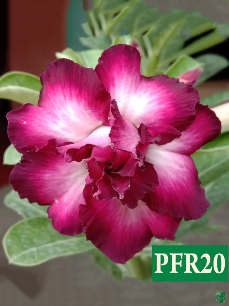 Grafted Adenium Bonsai Double Petal Sweetheart Pink Pfr20 3X4 Product Peppyflora 01 A Moz