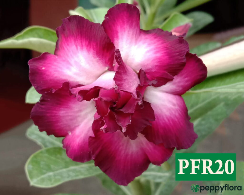 Grafted Adenium Bonsai Double Petal Sweetheart Pink Pfr20 Product Peppyflora 02 Moz