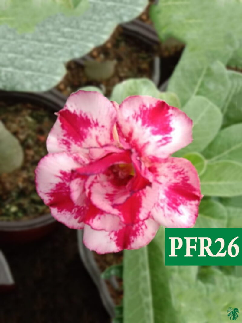 Grafted Adenium Bonsai Double Petal Trangle Pink Splash Pfr26 3X4 Product Peppyflora 01 A Moz