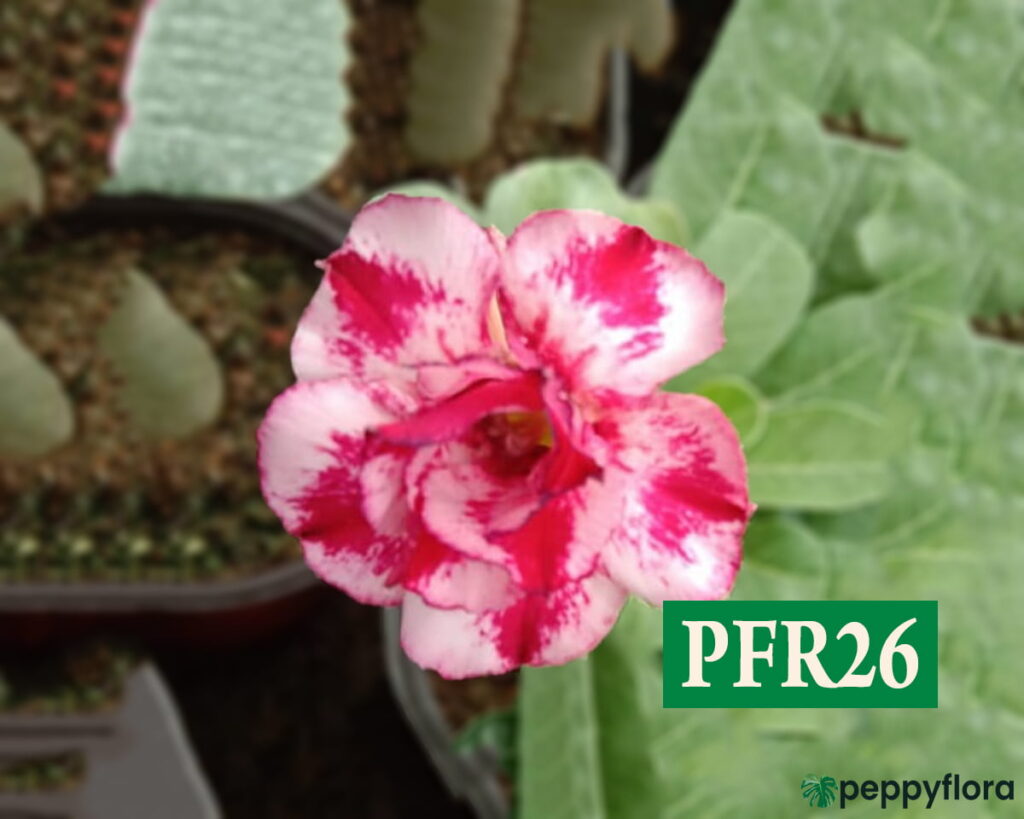 Grafted Adenium Bonsai Double Petal Trangle Pink Splash Pfr26 Product Peppyflora 02 Moz