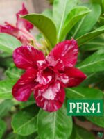 Grafted-Adenium-Bonsai-Double-Petal-Venetian-Red-PFR41-3x4-Product-Peppyflora-01-a-Moz
