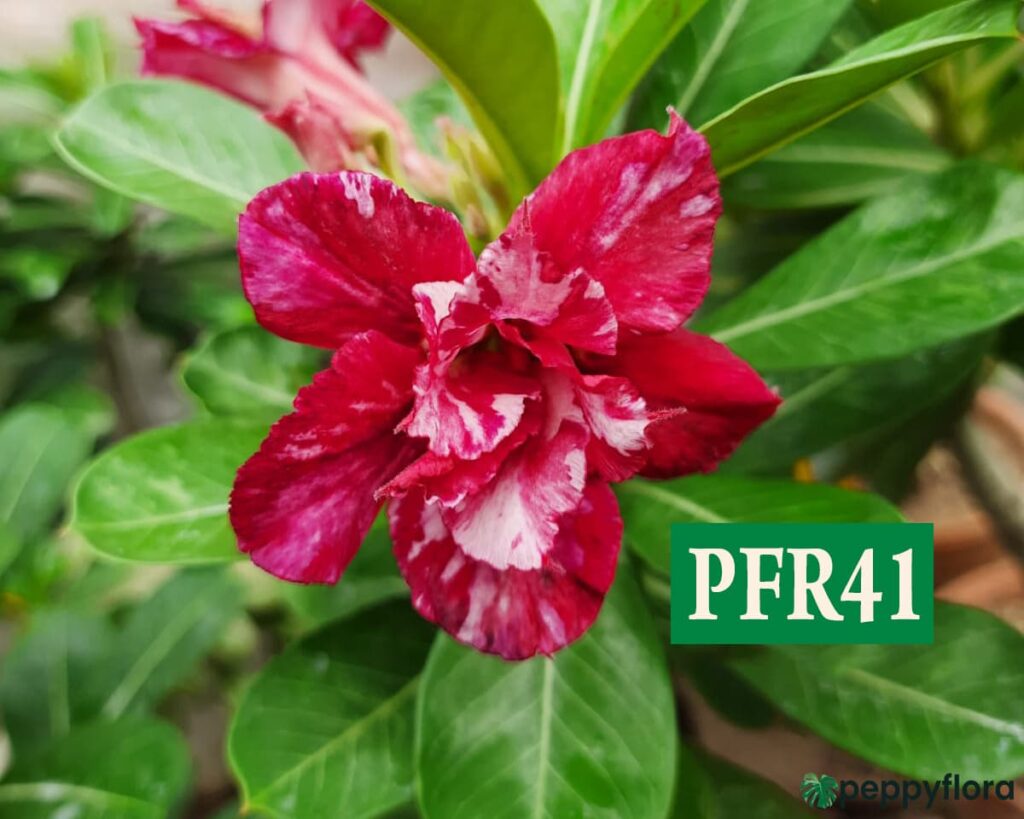 Grafted Adenium Bonsai Double Petal Venetian Red Pfr41 Product Peppyflora 02 Moz