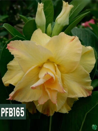 Grafted-Adenium-Bonsai-Double-Petal-Yellow-Flame-PFB165-3x4-Product-Peppyflora-01-a-Moz
